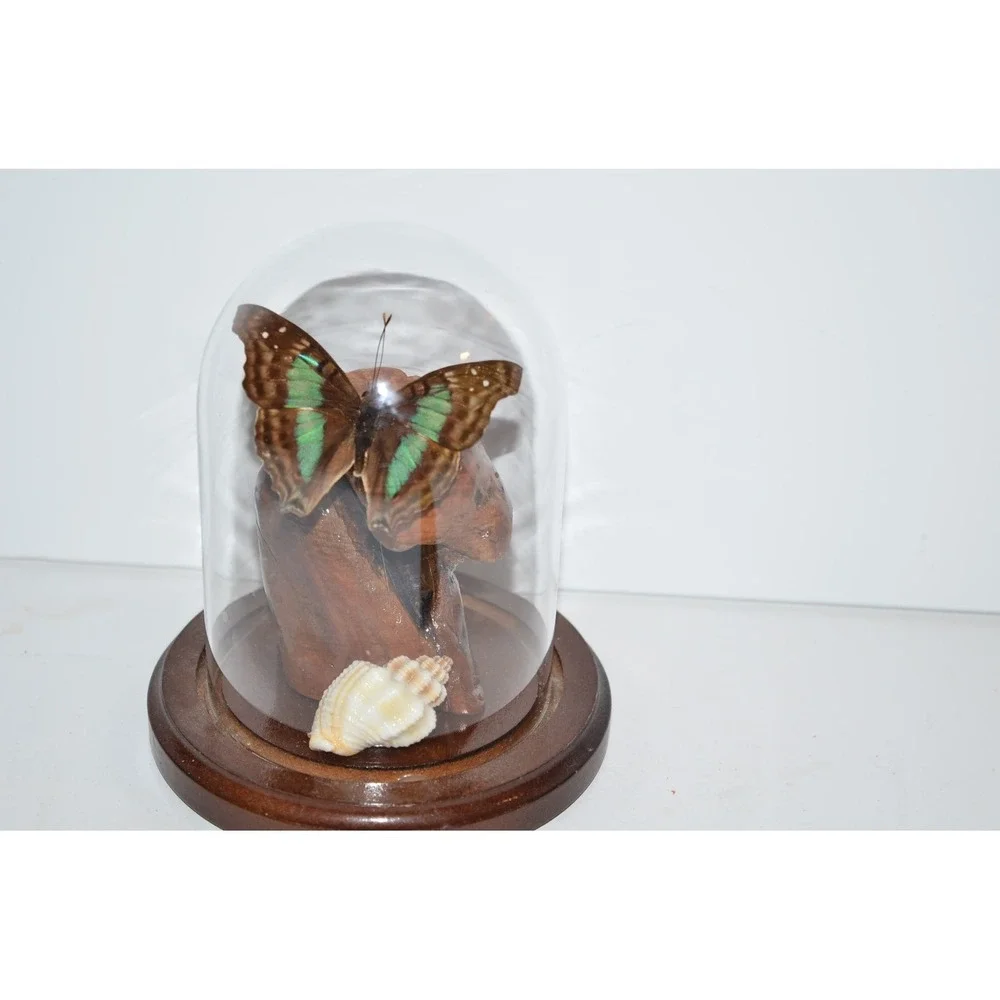 Vtg Turquoise Emperor Butterfly In Dome Habitat Taxidermy iridescent‎ blue aqua